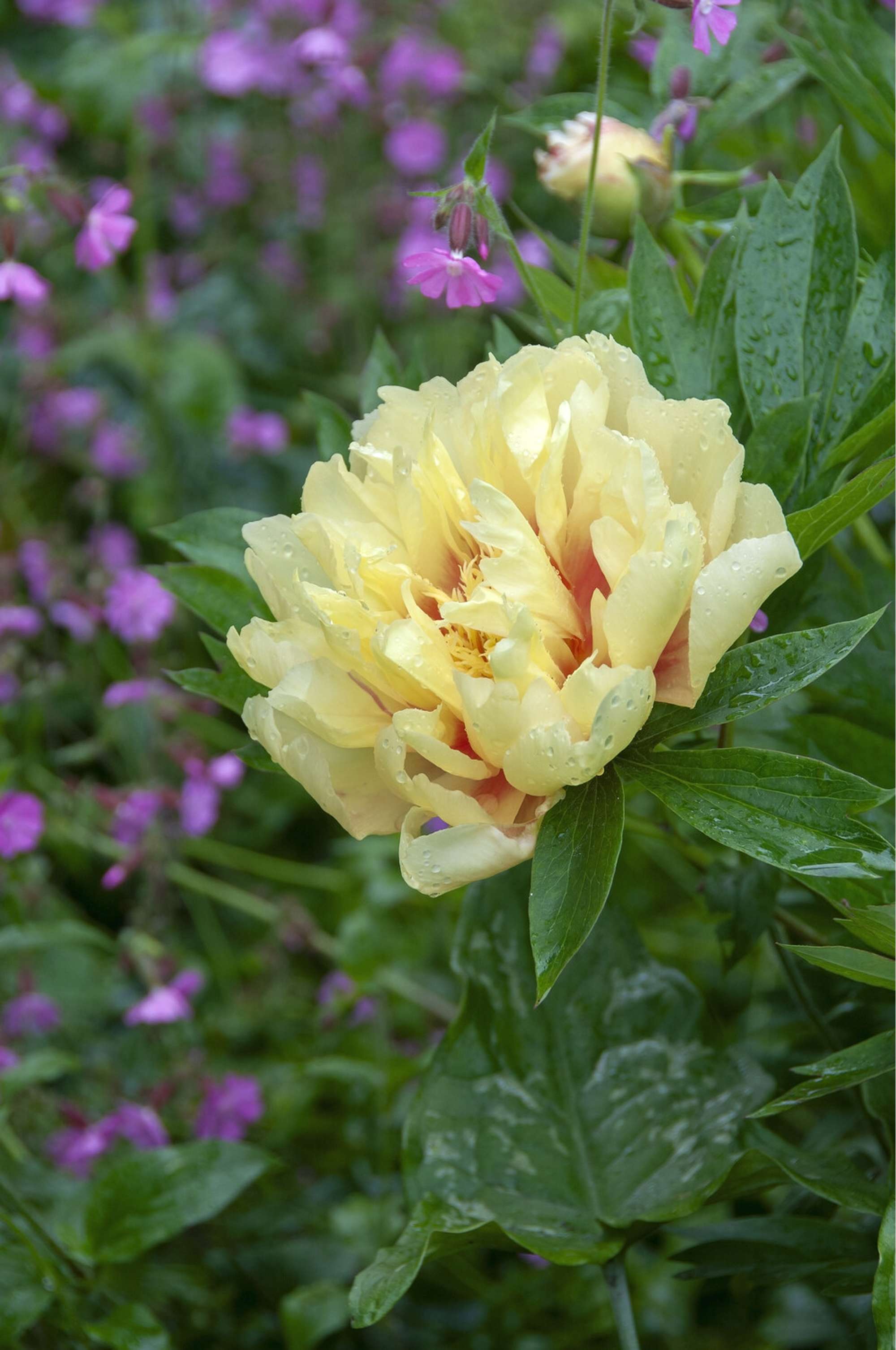 Pfingstrose 'Bartzella'